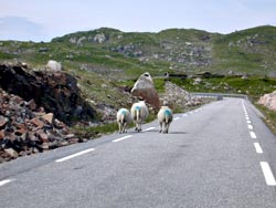 die Passstrasse zum Lysefjord