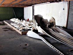 Skelett eines Pottwals